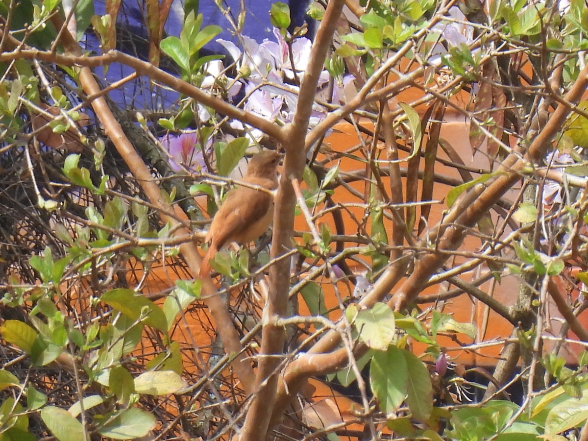 Rufous Hornero - ML642123663