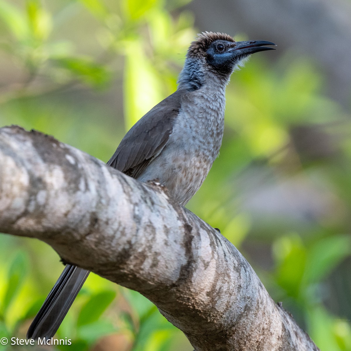 Little Friarbird - ML642123666