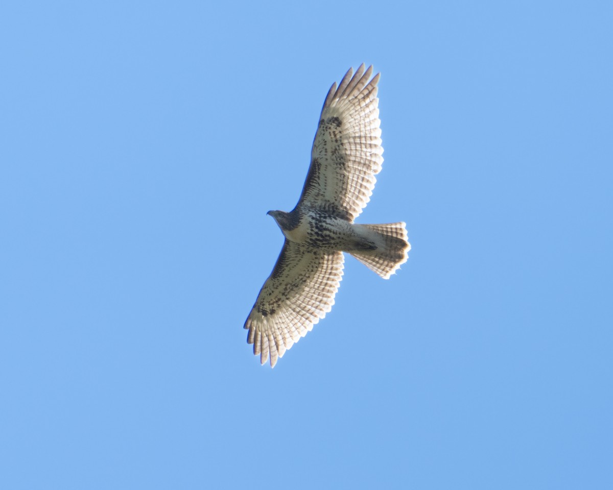 Red-tailed Hawk - ML642123671