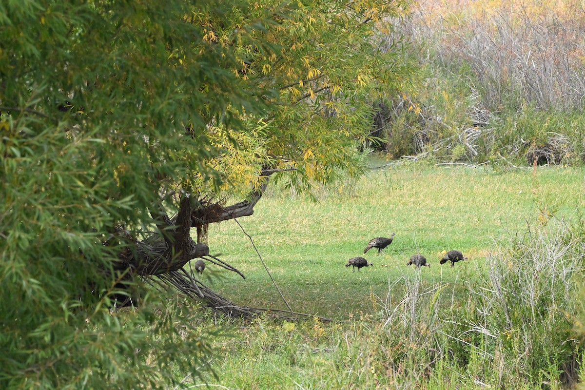 Wild Turkey - ML642123679