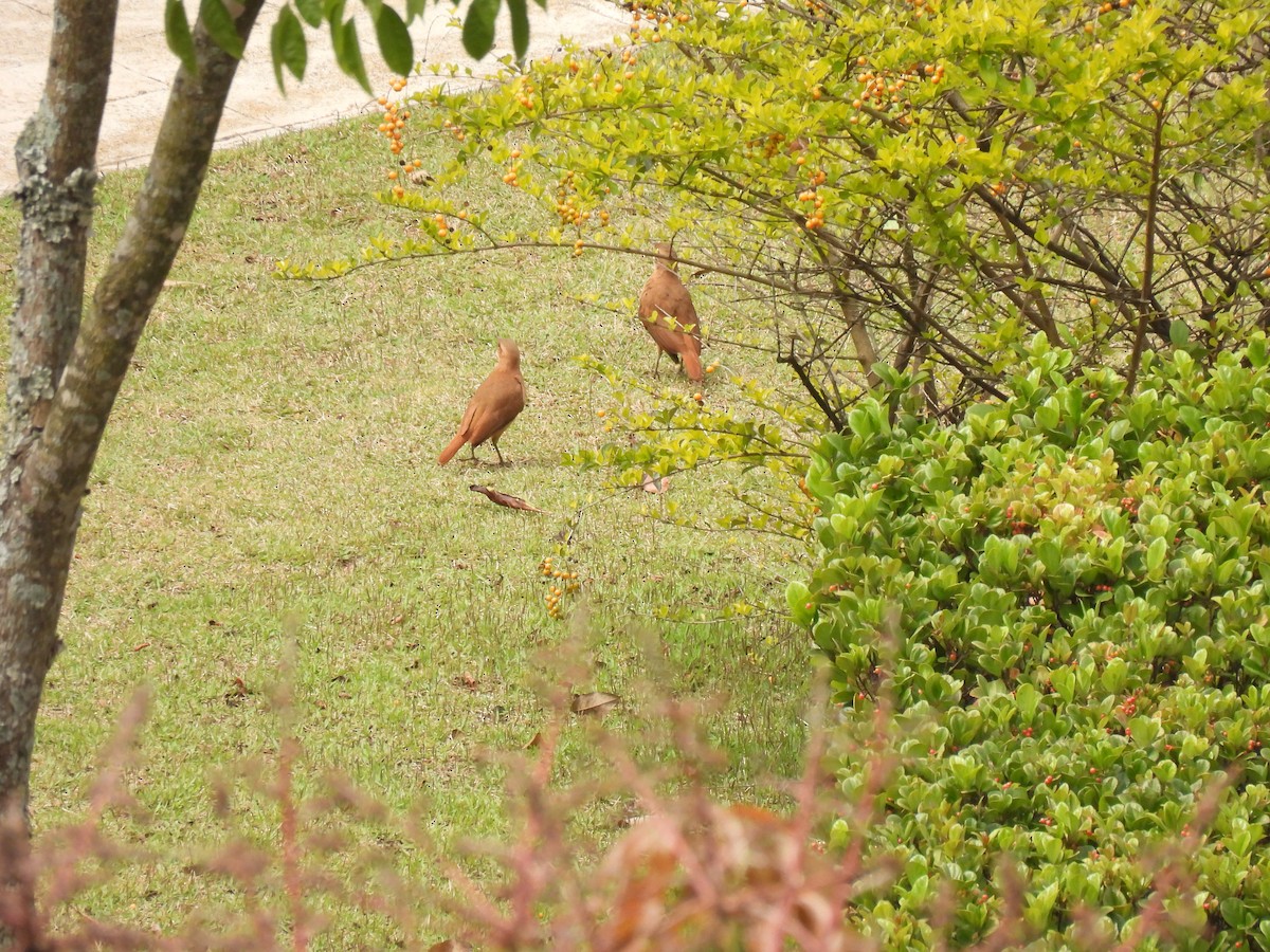 Rufous Hornero - ML642123680
