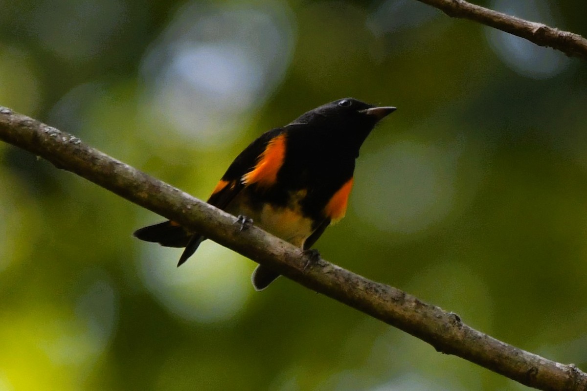 American Redstart - ML642123689