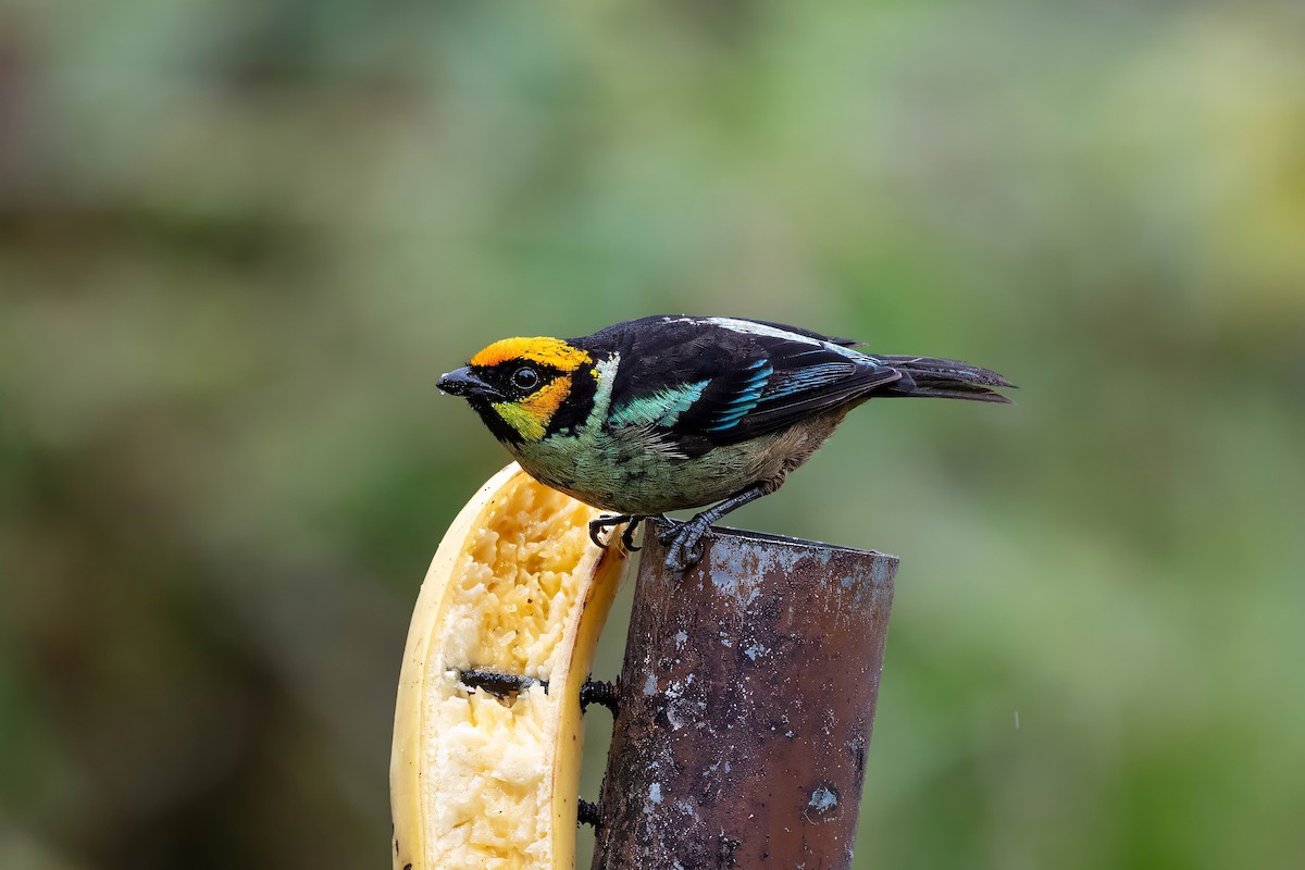 Flame-faced Tanager - ML642123694