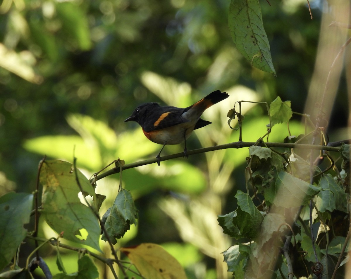 American Redstart - ML642123698