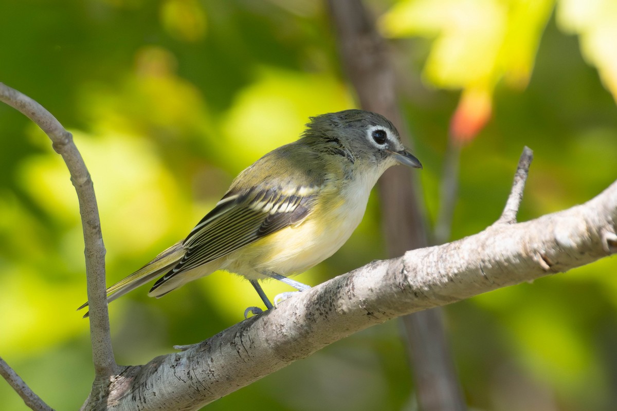 Blue-headed Vireo - ML642123703