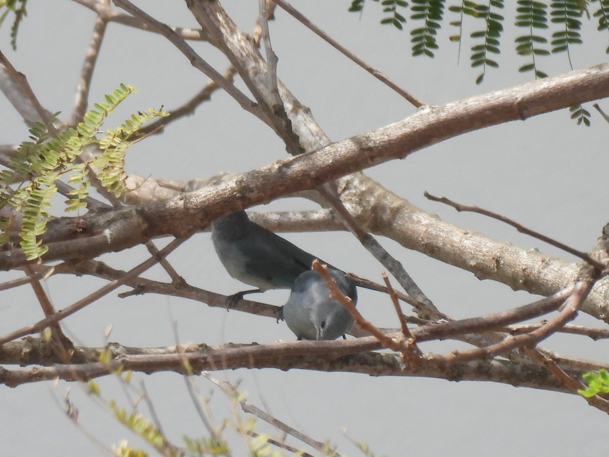 Sayaca Tanager - ML642123704