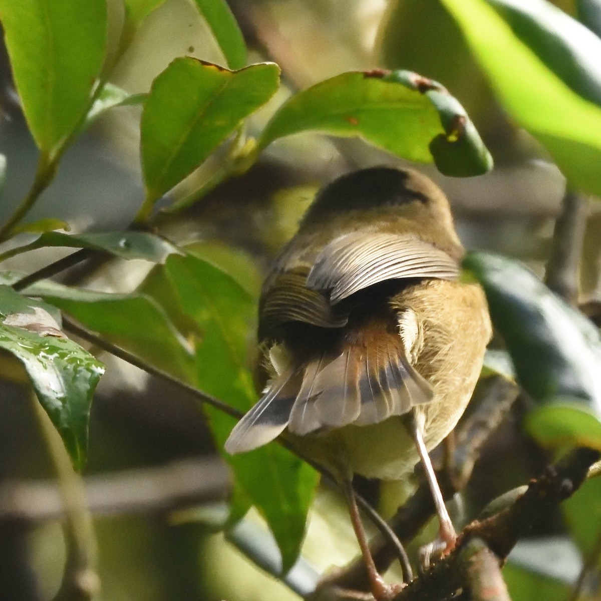 Brown Gerygone - ML642123718