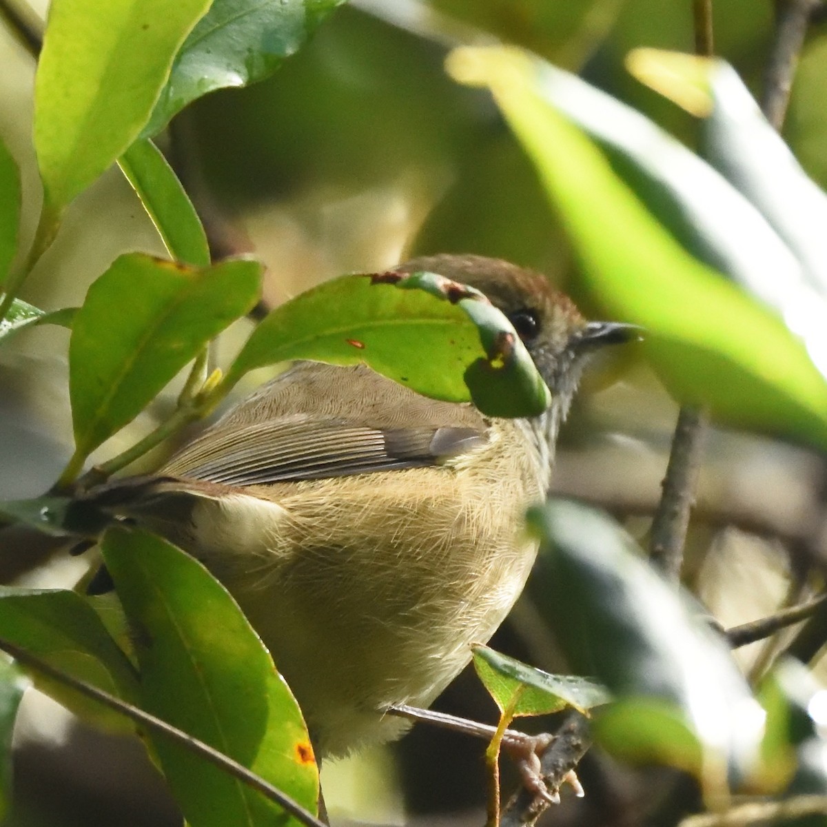 Brown Gerygone - ML642123719