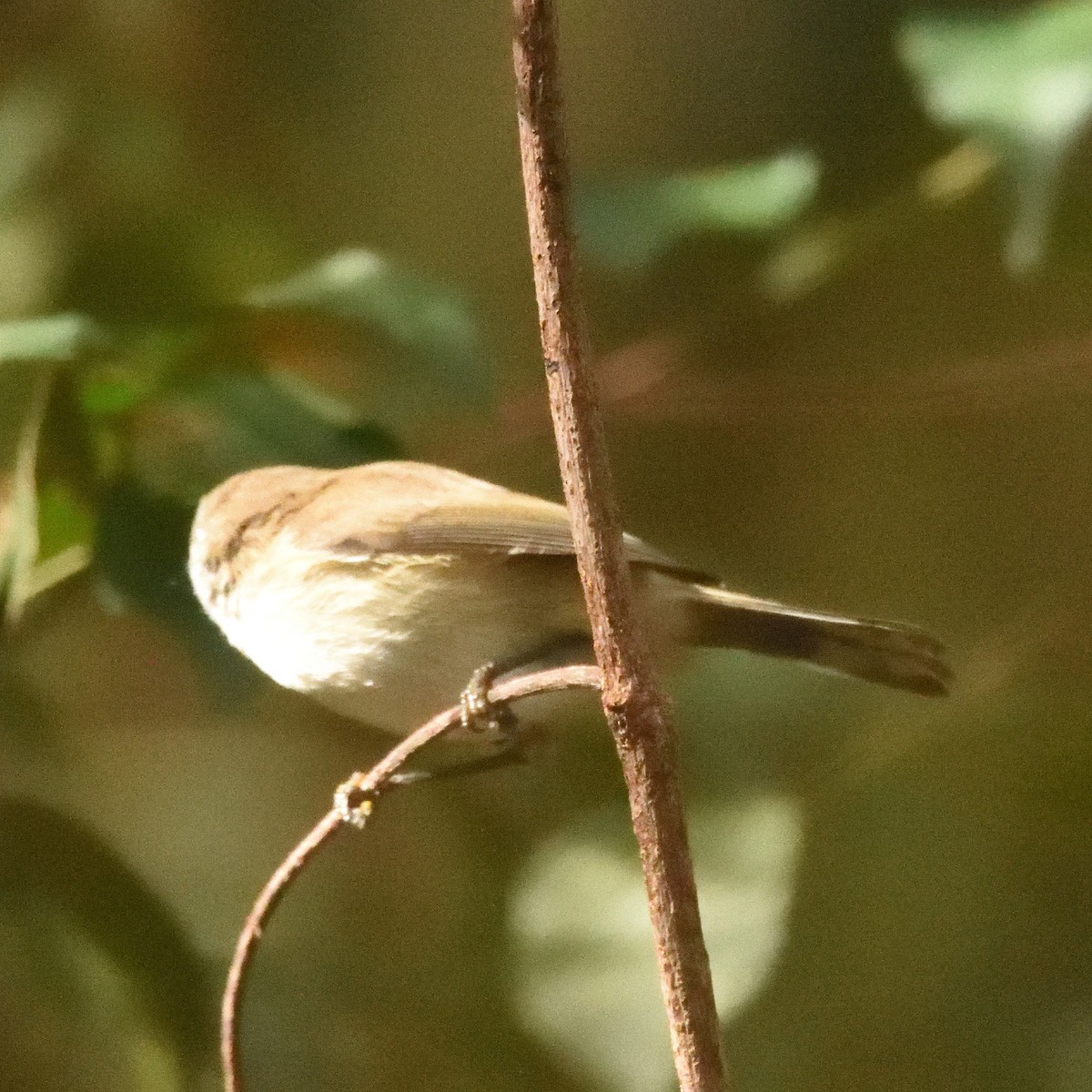 Brown Gerygone - ML642123720