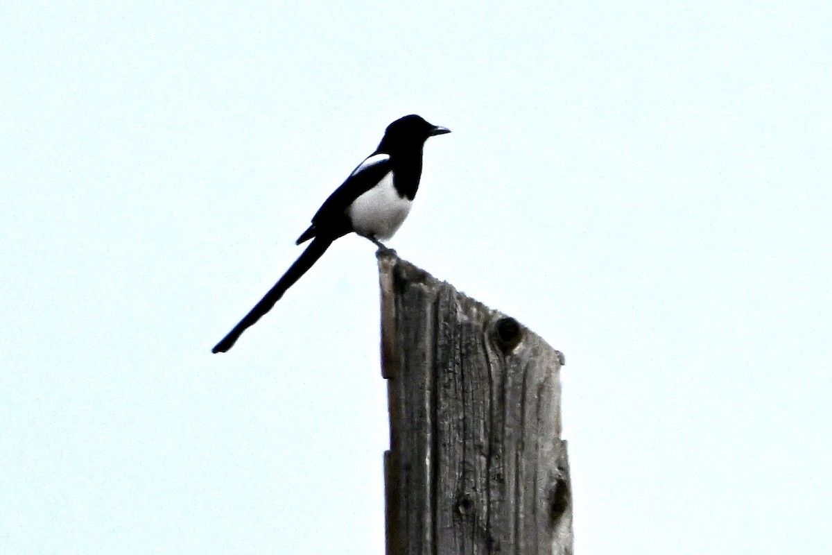 Black-billed Magpie - ML642123736