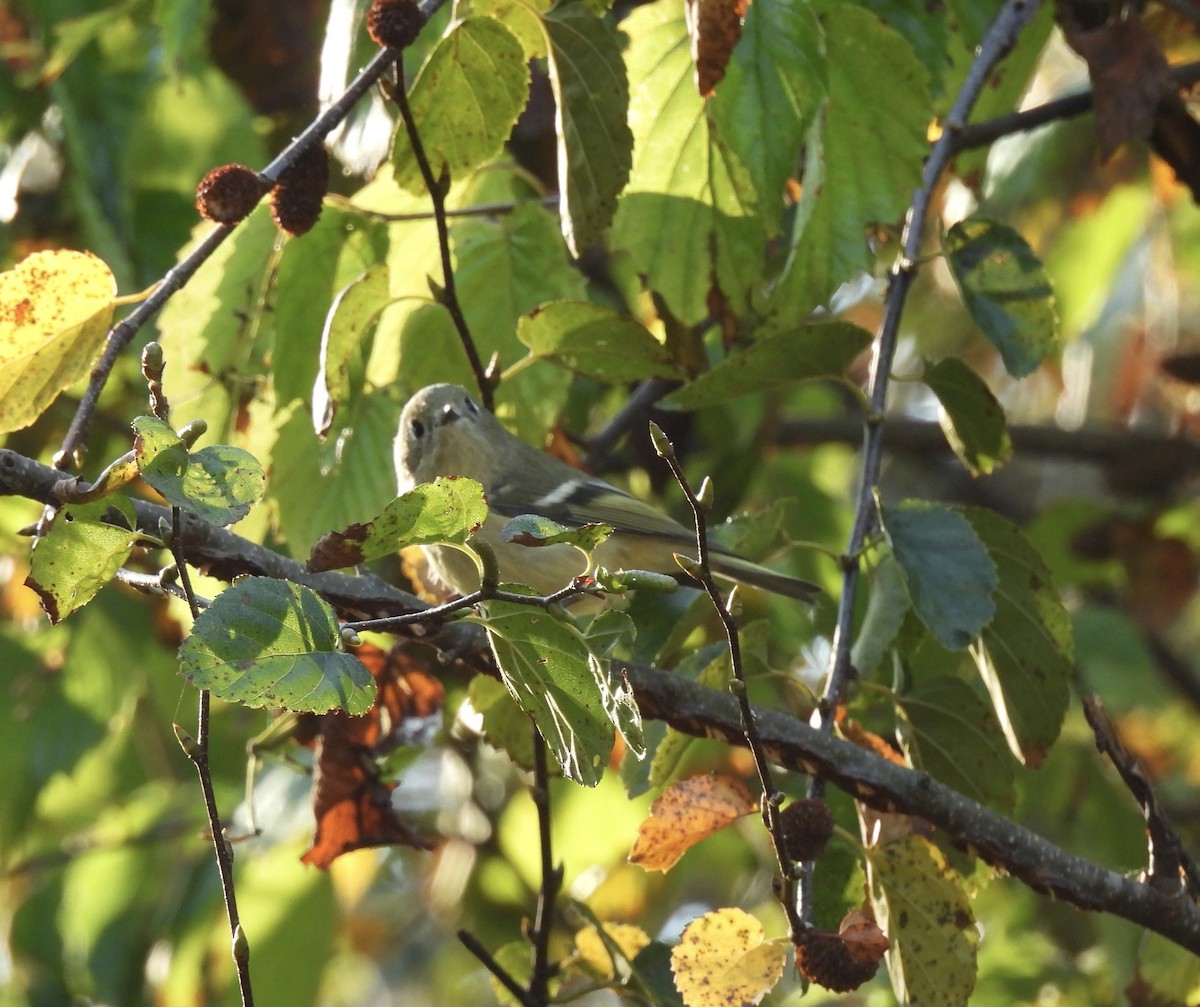 Ruby-crowned Kinglet - ML642123767