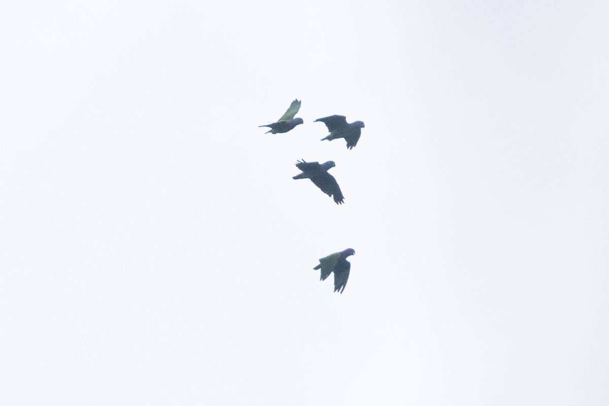 Blue-headed Parrot - ML642123780
