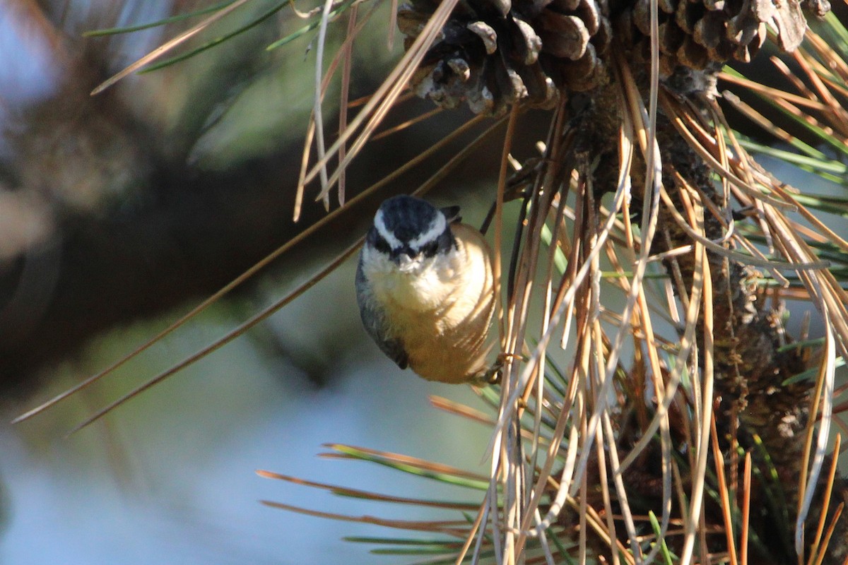 Red-breasted Nuthatch - ML642123781