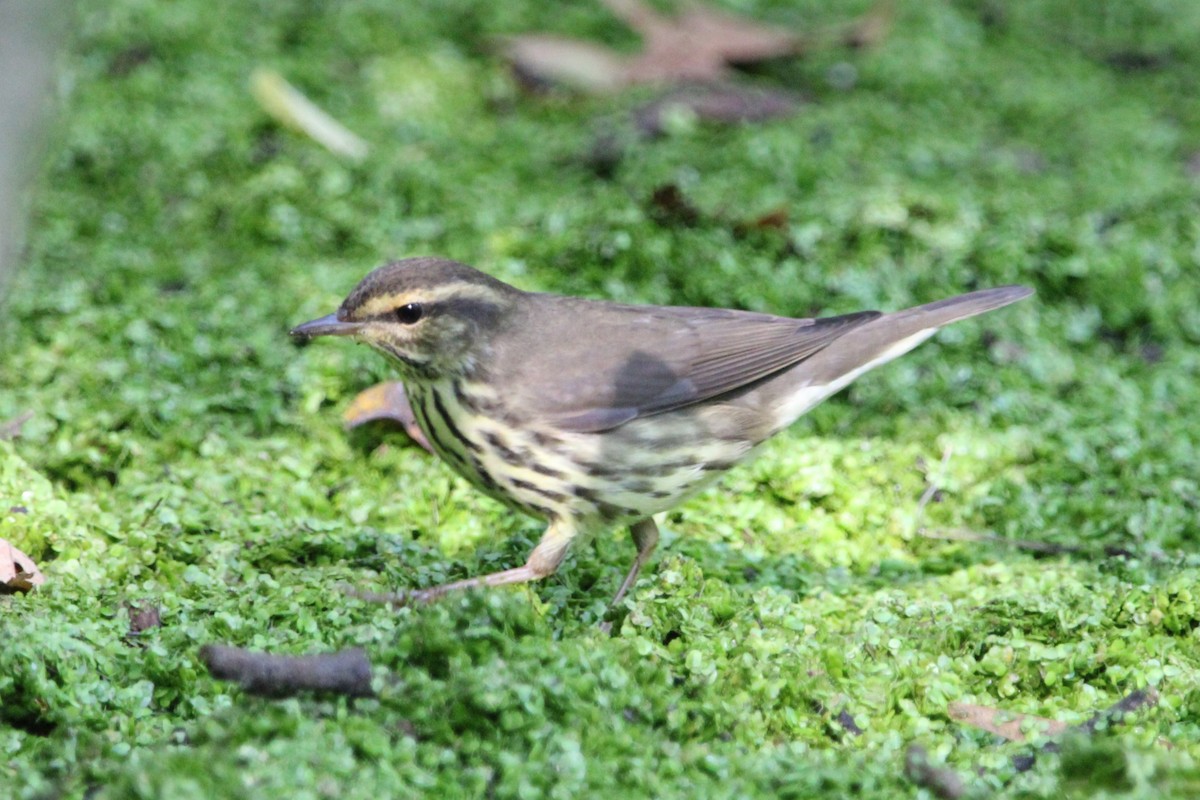 Northern Waterthrush - ML642123809