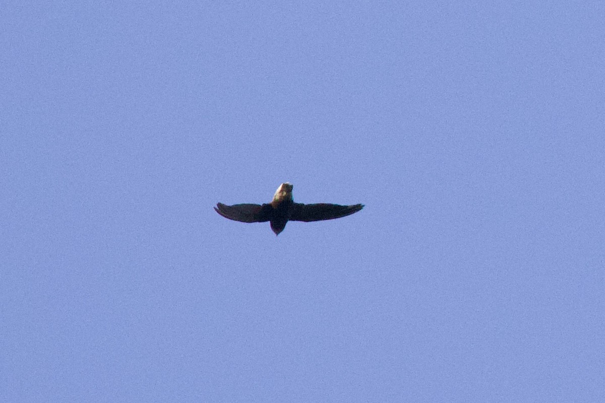 Short-tailed Swift - ML642123812
