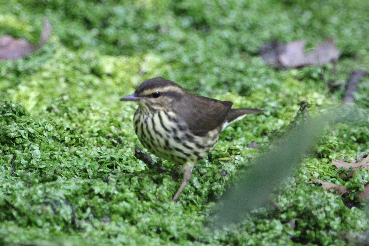 Northern Waterthrush - ML642123815