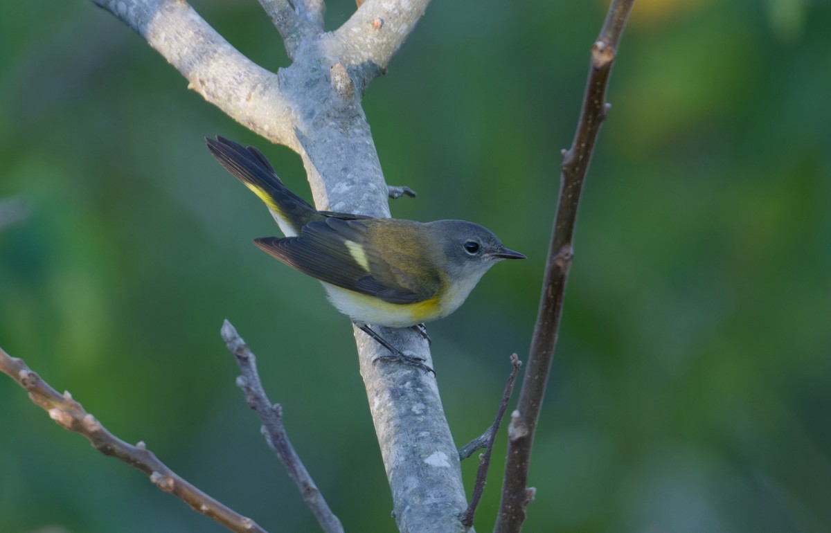 American Redstart - ML642123818