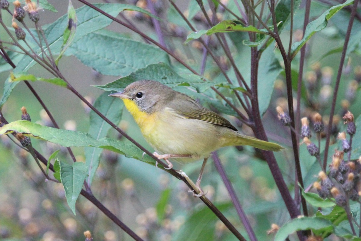 Common Yellowthroat - ML642123826