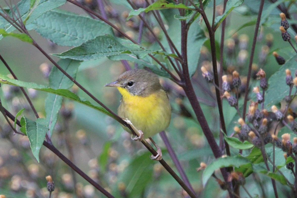 Common Yellowthroat - ML642123827