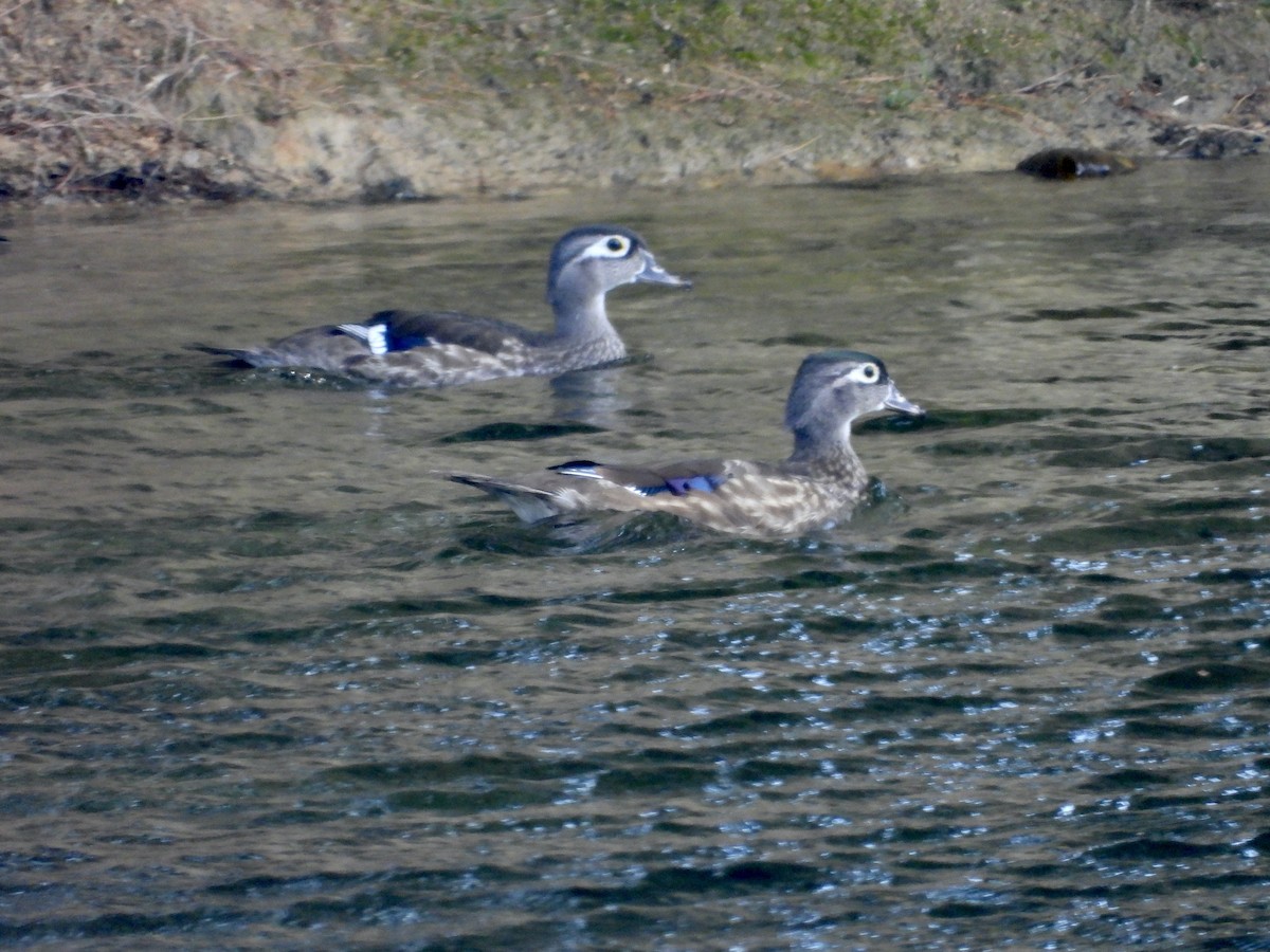Wood Duck - ML642123854
