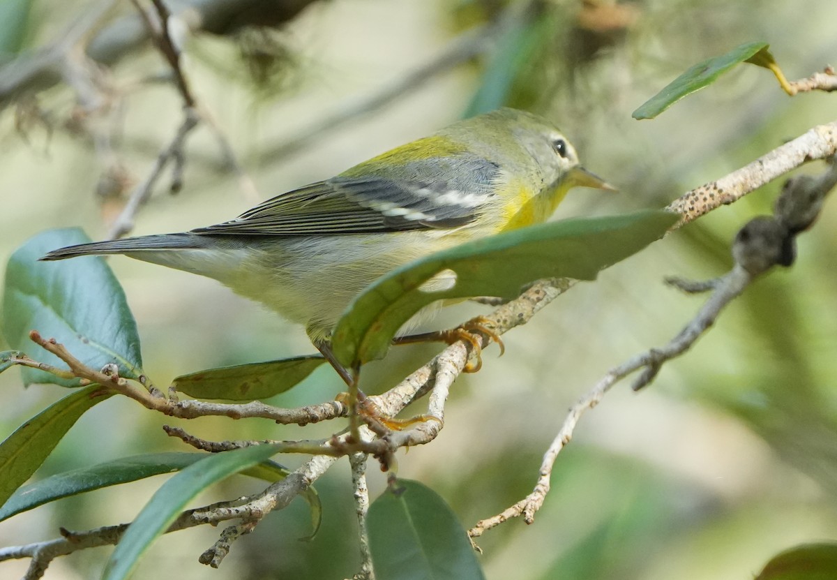 Northern Parula - ML642123860
