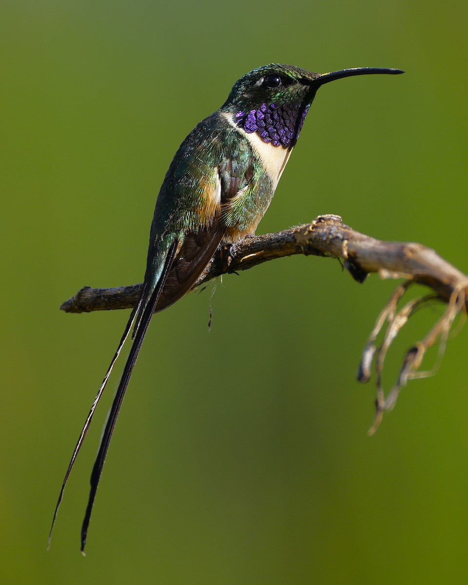 Slender Sheartail - ML642123870