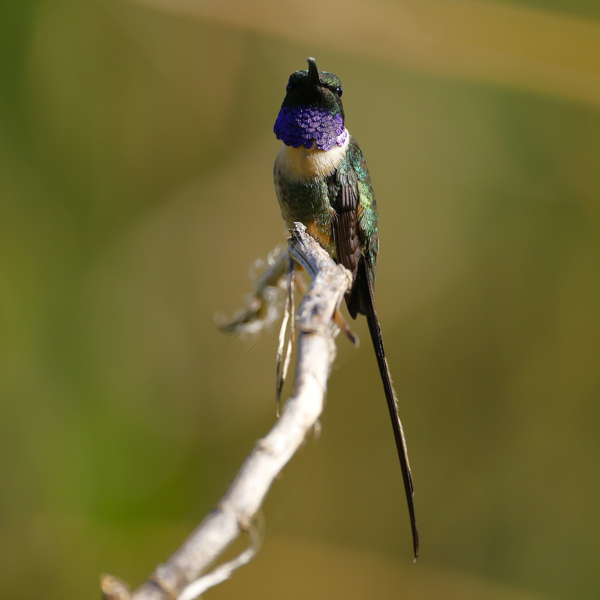 Slender Sheartail - ML642123871