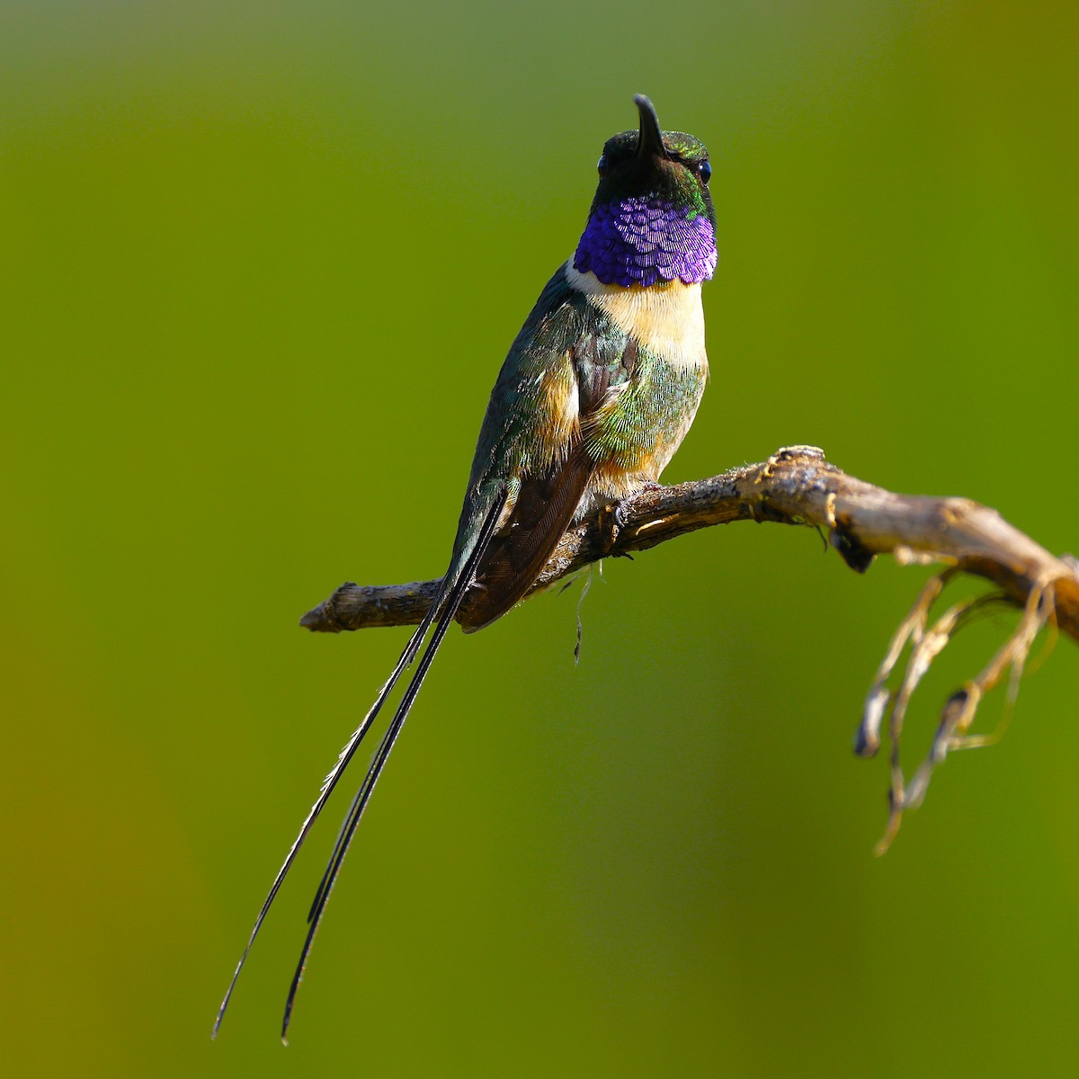 Slender Sheartail - ML642123872