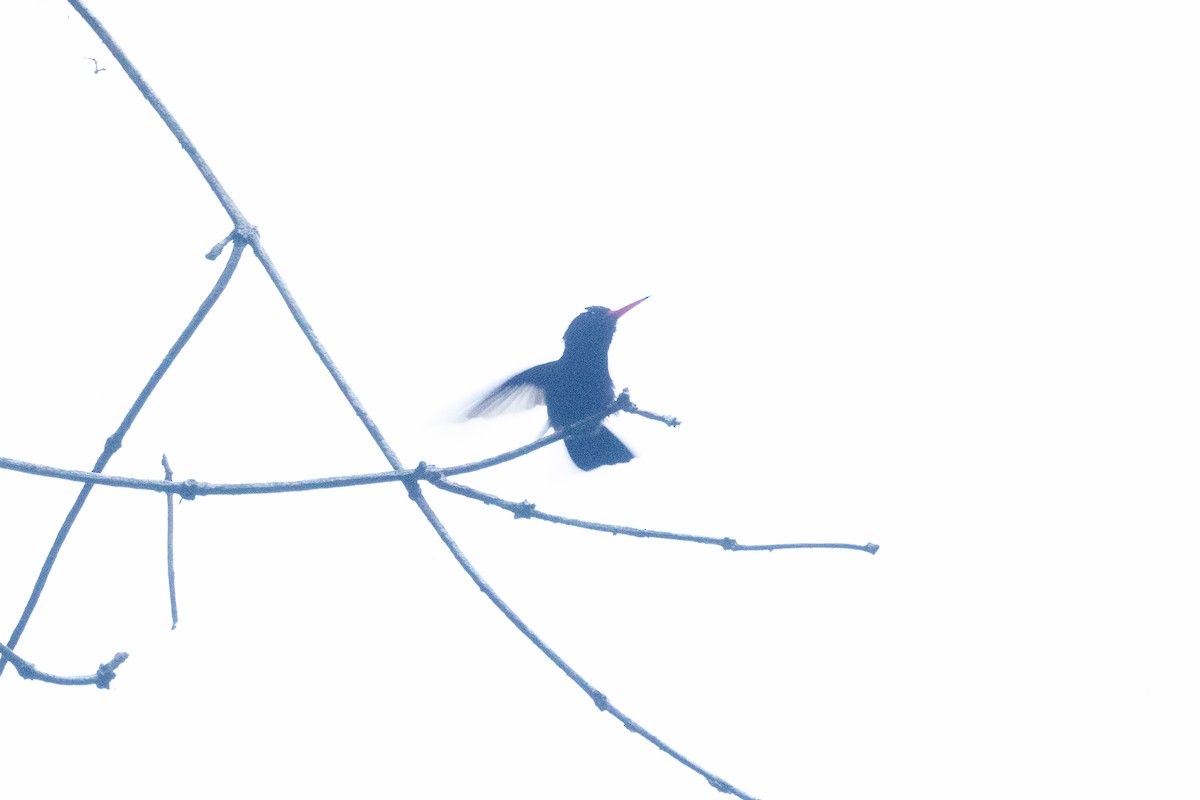 White-chinned Sapphire - ML642123873