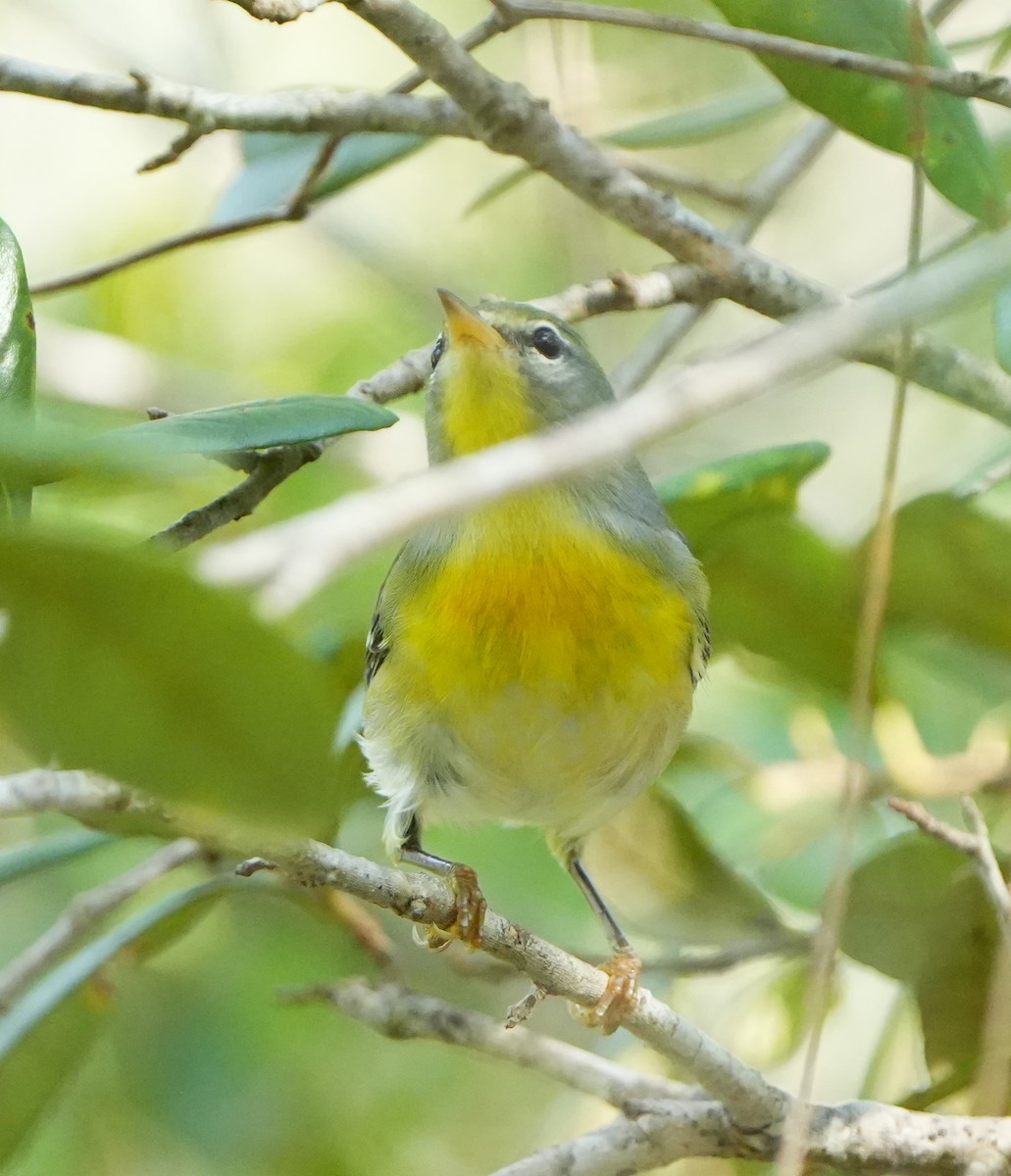 Northern Parula - ML642123876