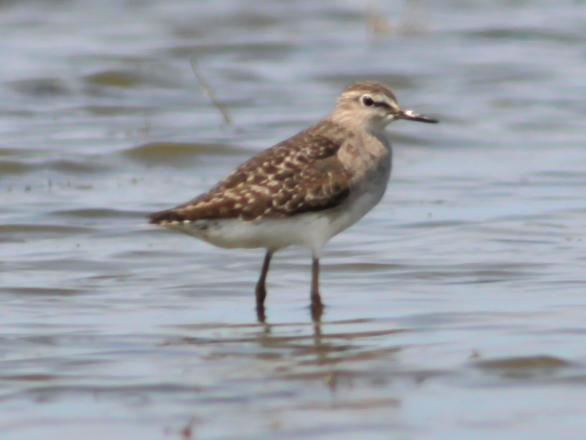 Wood Sandpiper - ML642123882