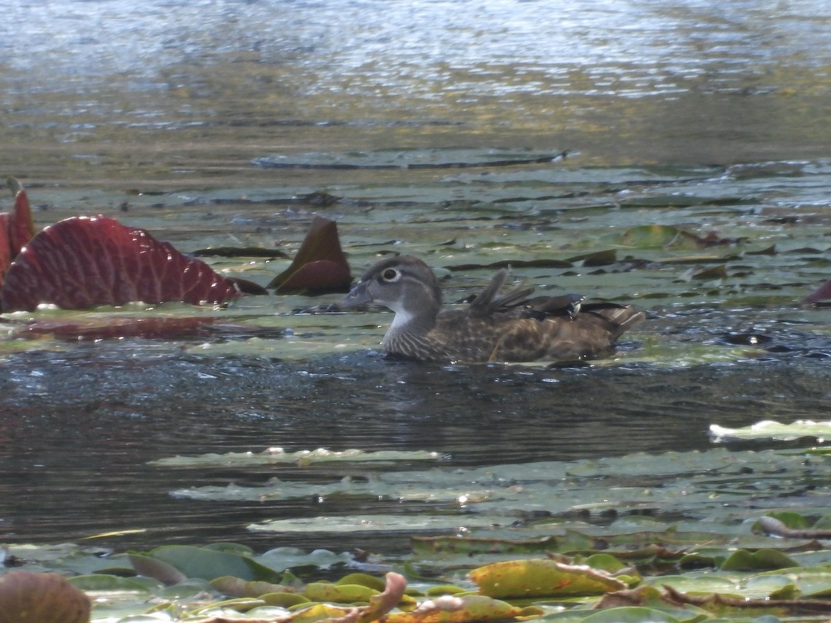 Wood Duck - ML642123886