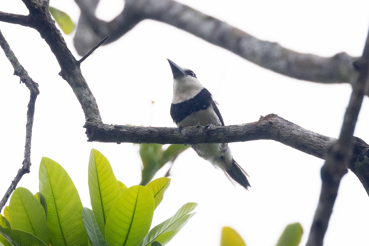 White-necked Puffbird - ML642123891