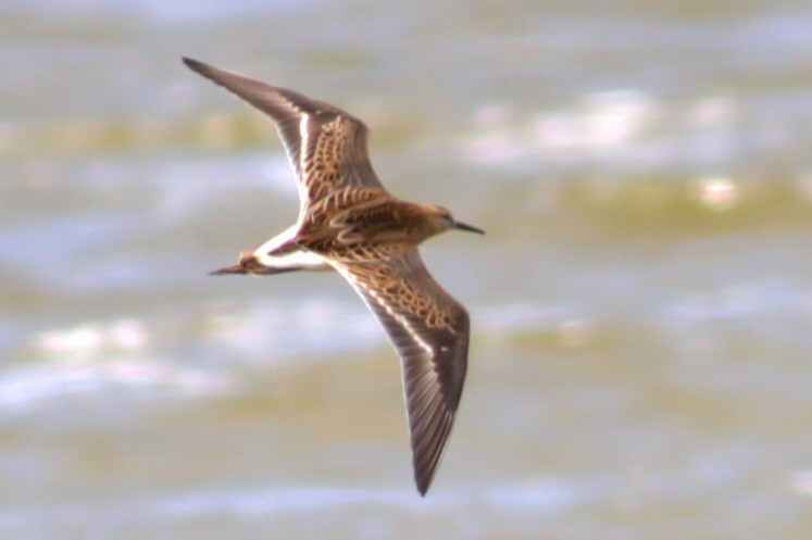 Ruff - ML642123893