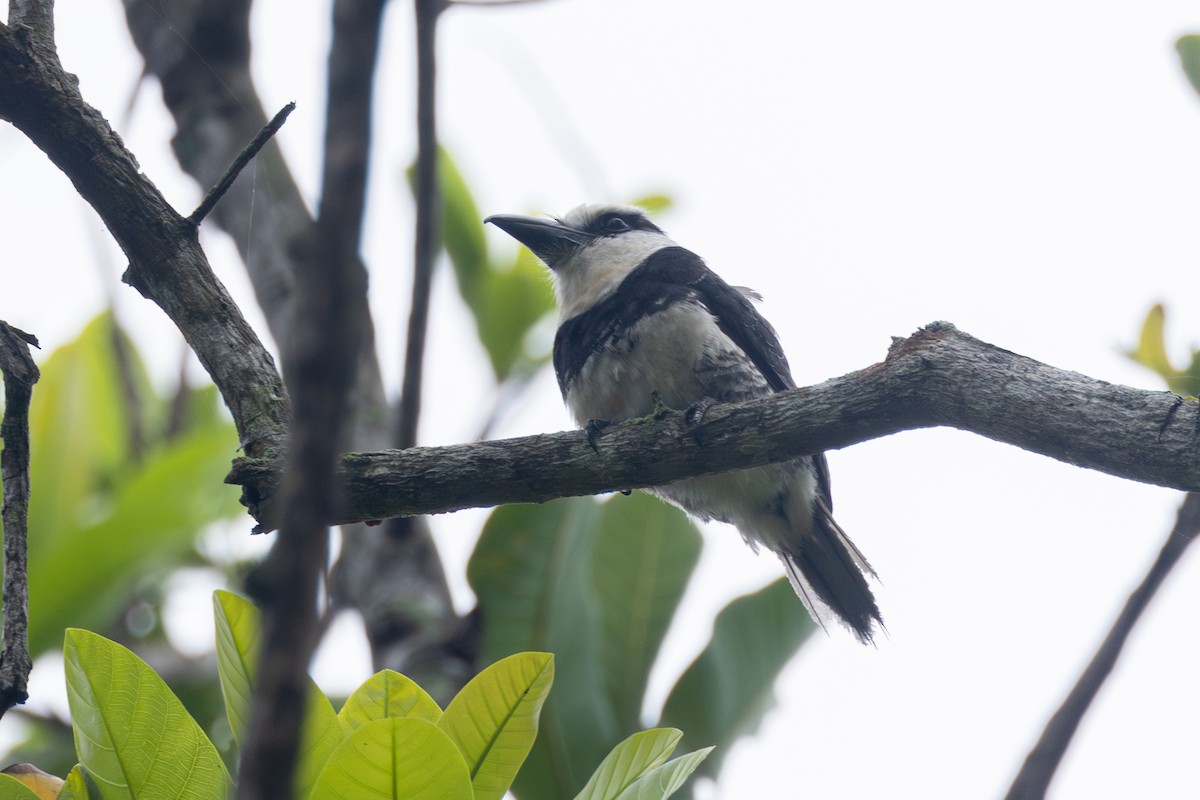 White-necked Puffbird - ML642123897