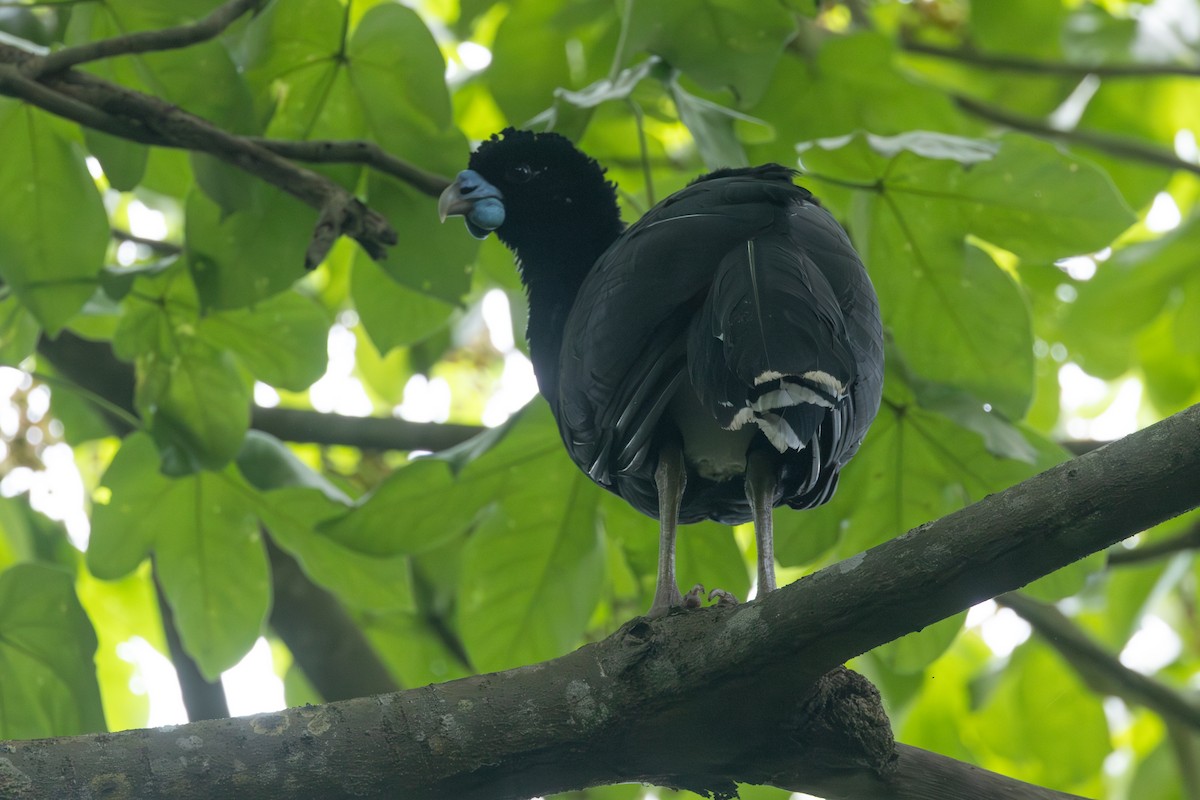 Blue-billed Curassow - ML642123902