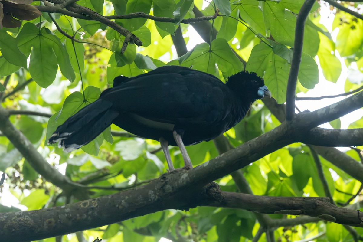 Blue-billed Curassow - ML642123903