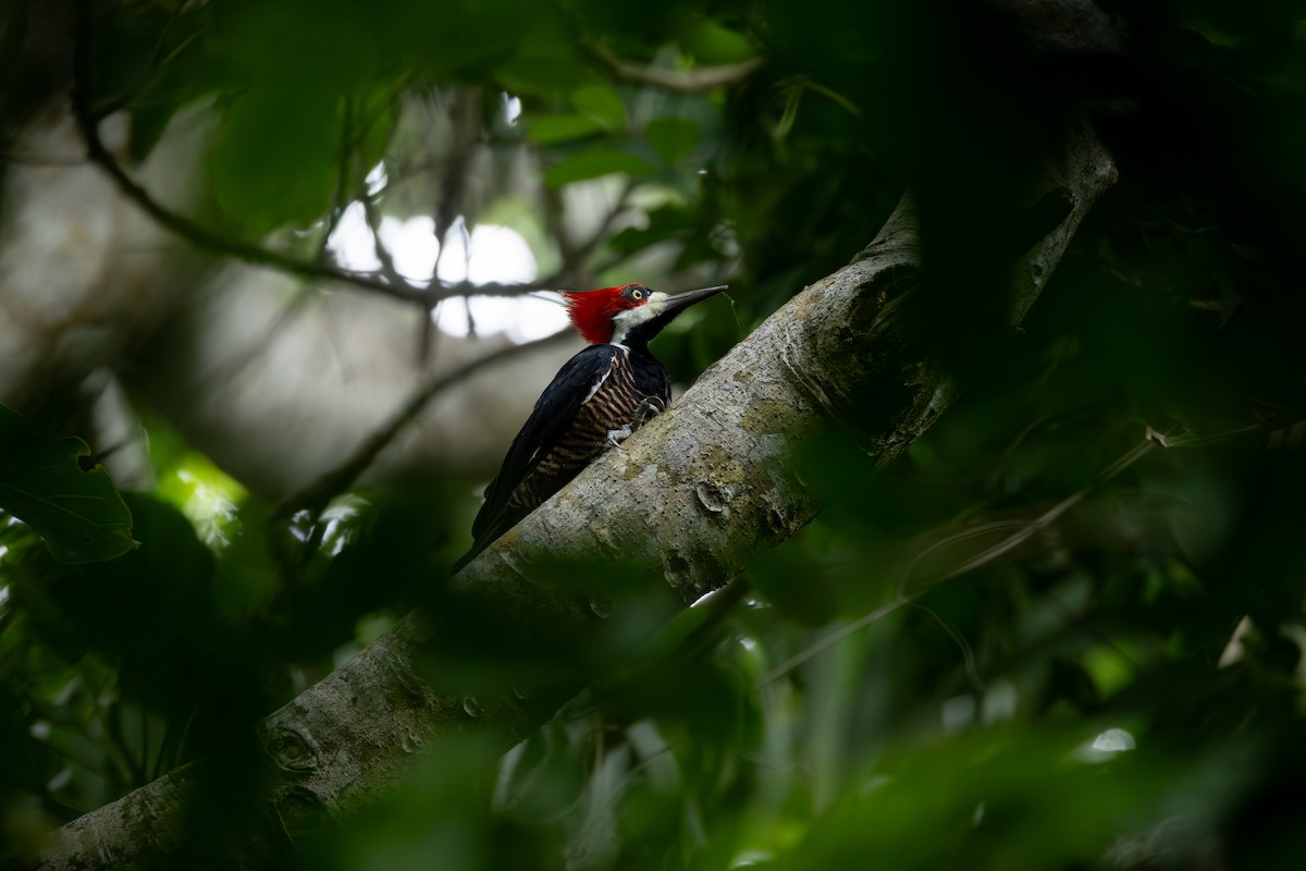 Crimson-crested Woodpecker - ML642123913