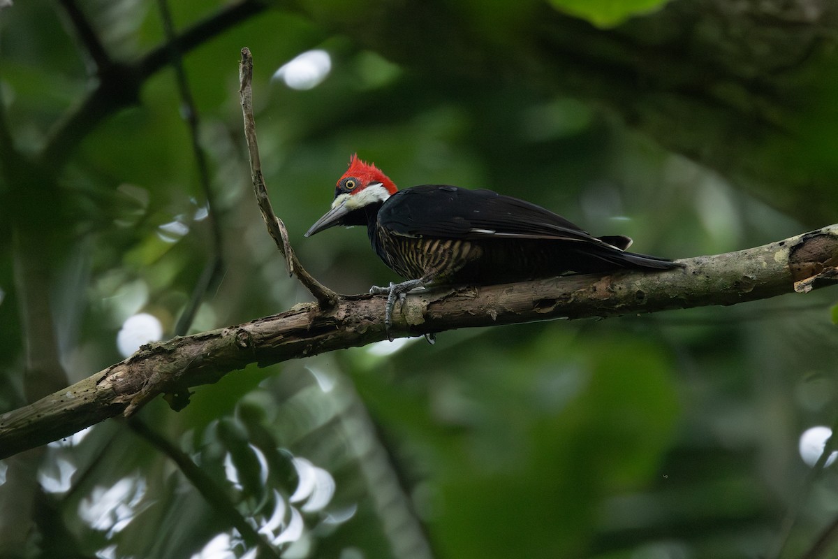 Crimson-crested Woodpecker - ML642123914