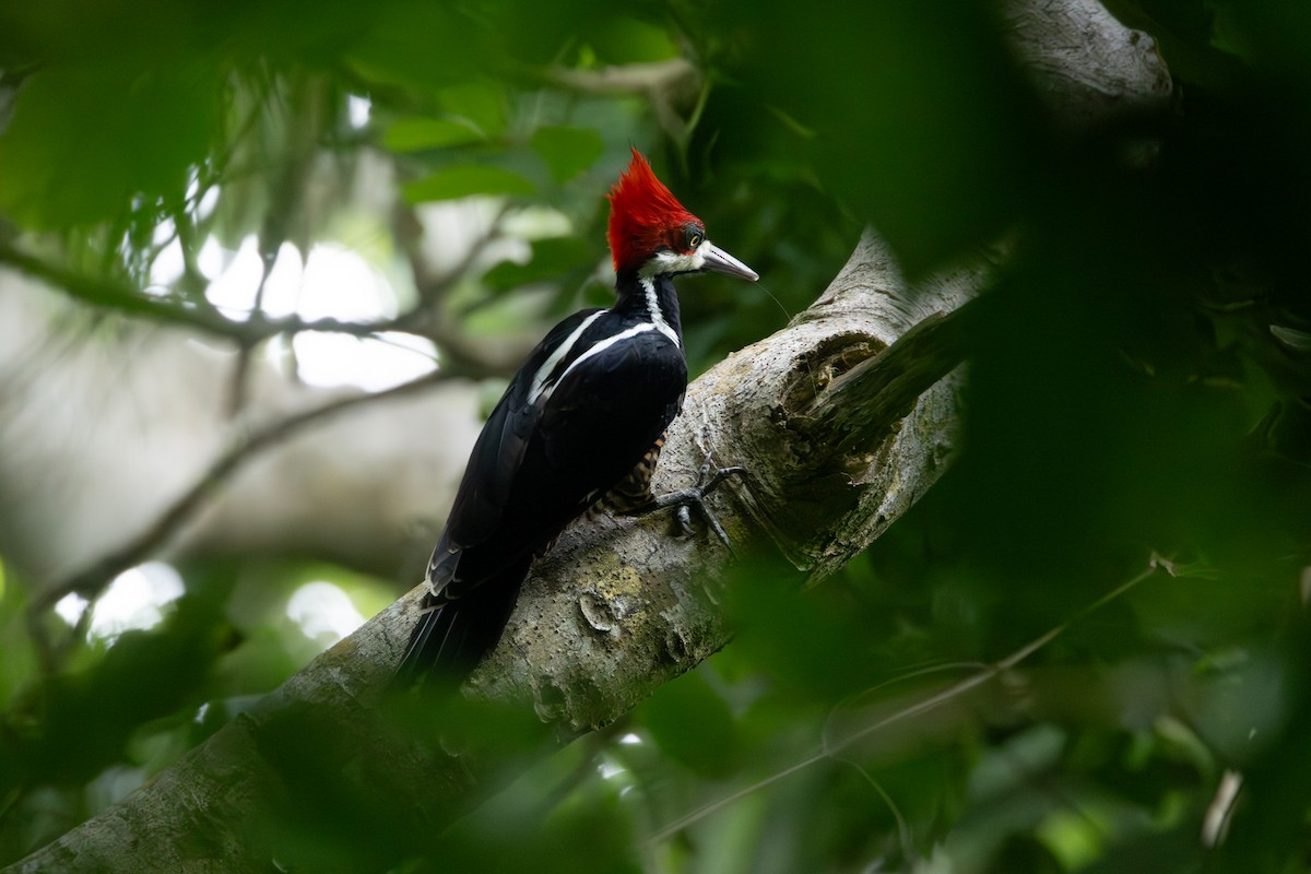 Crimson-crested Woodpecker - ML642123915