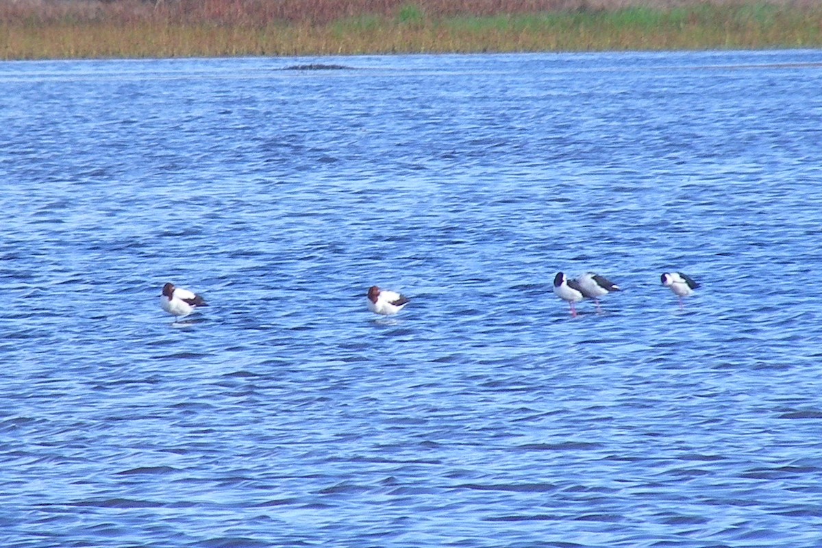 Red-necked Avocet - ML642123918