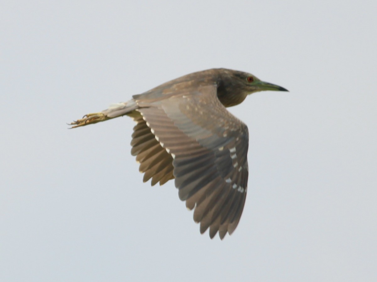 Black-crowned Night Heron - ML642123923