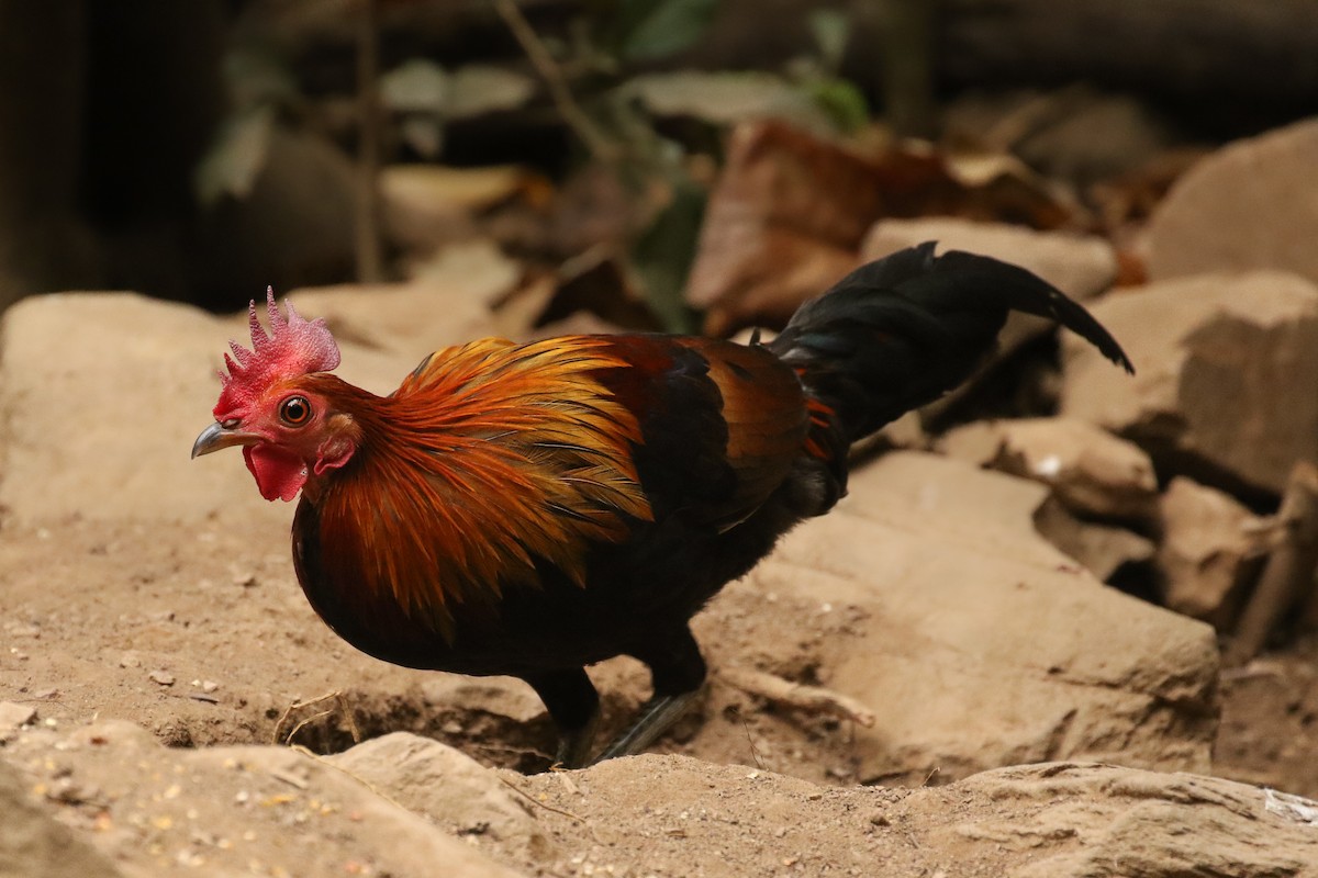 Bankivahuhn - ML642123926