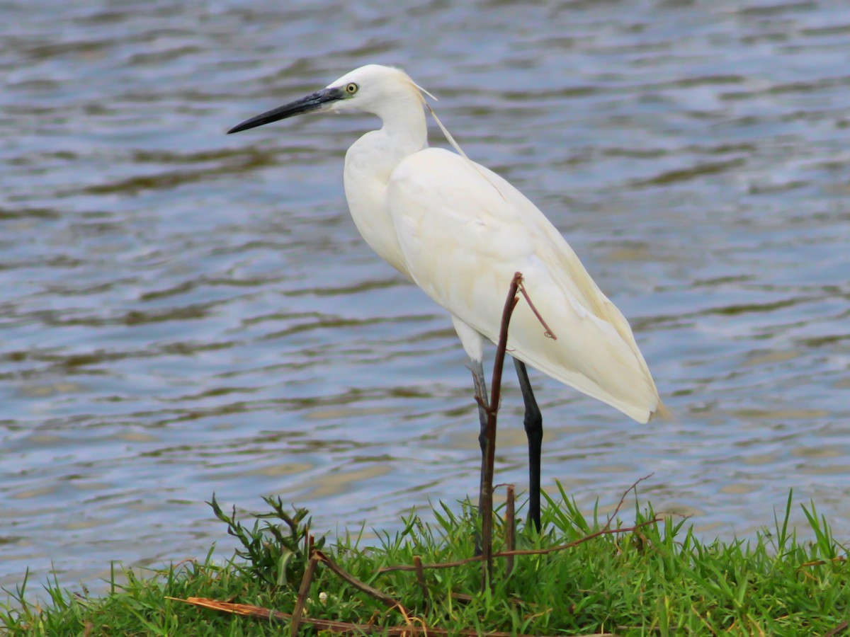 Little Egret - ML642123933