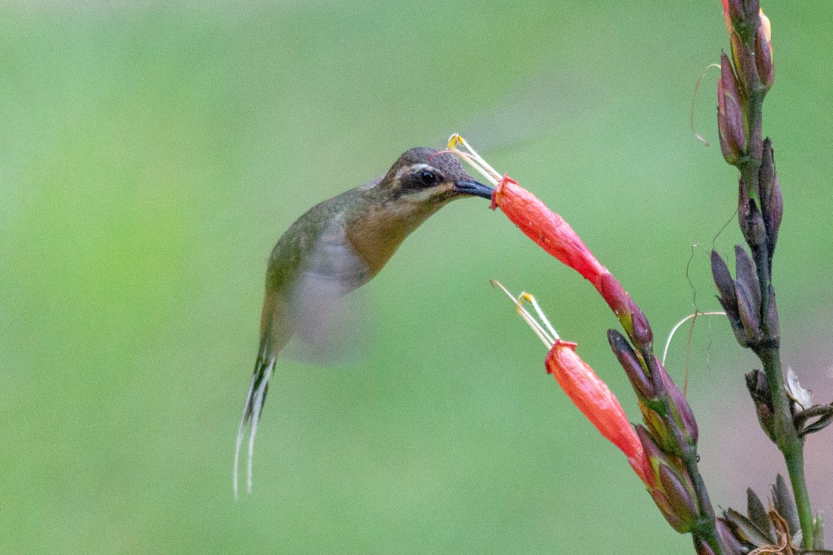 Planalto Hermit - ML642123946