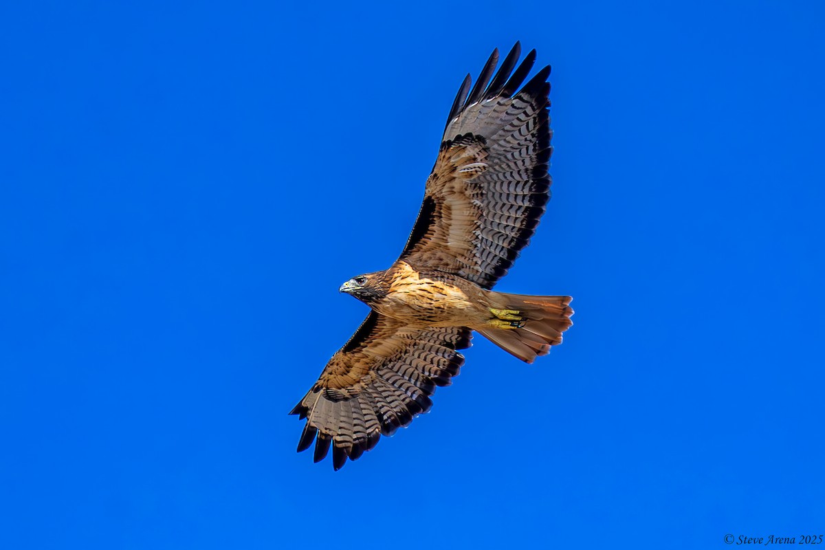 Red-tailed Hawk - ML642123949