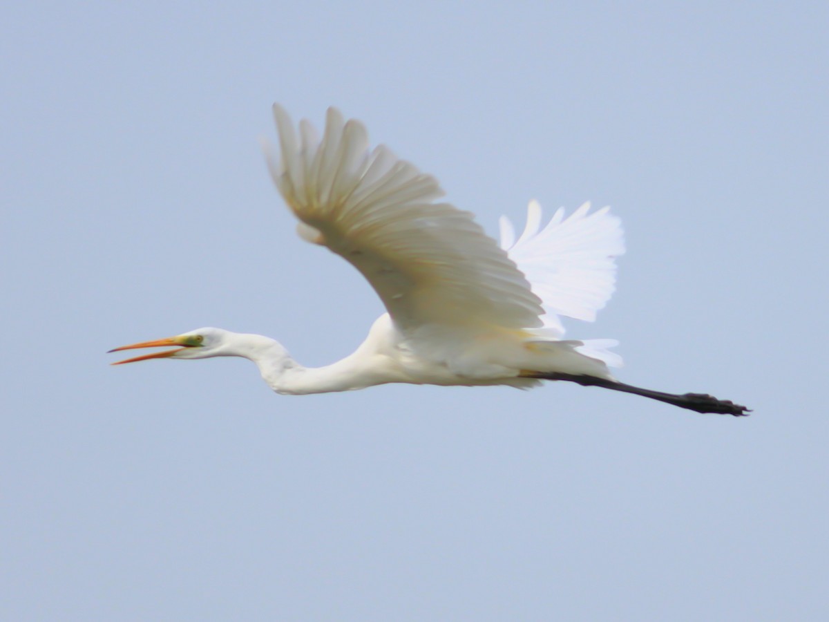 Great Egret - ML642123962