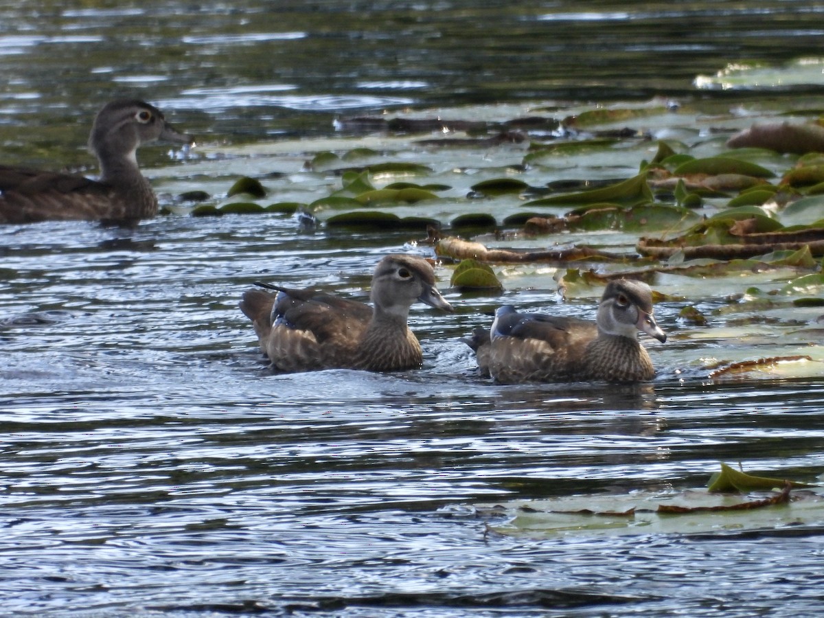 Wood Duck - ML642123971