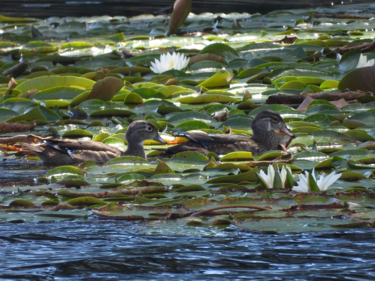 Wood Duck - ML642123990