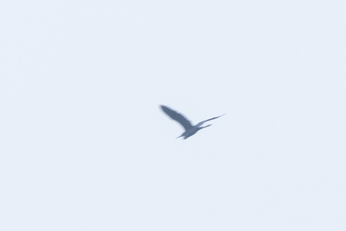 Little Blue Heron - ML642123995